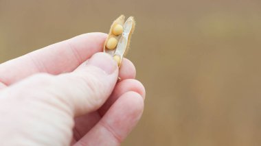 Glisin maksimum. Elde soya. Elit soya fasulyesi çiftçinin elinde, parmaklarını tutuyor. Bir sürü soya fasulyesi. Sonbahar sezonu. Hasat, sonbahar hasadı, yakın çekim, makro fotoğraf.