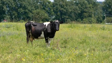 İnek. Çayırdaki süt ineği. Siyah genç inek, yeşil çimlerin üzerinde duruyor. Bahar günü. süt çiftliği. ev hayvanı. Sığırlar. İnek çayırda otluyor. Yakın plan. Yeşil çimenlikteki siyah beyaz hayvan