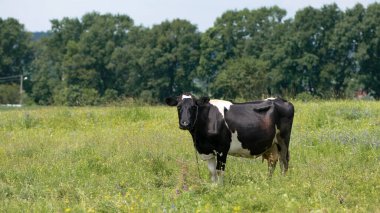 İnek. Çayırdaki süt ineği. Siyah genç inek, yeşil çimlerin üzerinde duruyor. Bahar günü. süt çiftliği. ev hayvanı. Sığırlar. İnek çayırda otluyor. Yakın plan. Yeşil çimenlikteki siyah beyaz hayvan