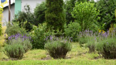 Lavandula. Mavi lavanta çiçekleri. Lavandula angustifolia, çiçek demeti, mor leylak kokulu yeşil arka planda çiçek, seçici odak
