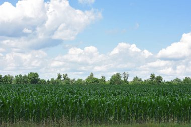 Yeşil mısır yaprakları. Mısır çiftliği. Mısır tarlasının fotoğrafı. İyi hasat, tarım kavramı. İlkbaharda ya da yazın başında mısır tarlası. Endüstriyel, saha manzaralı. Kimse yok. Çiftlik arazilerinde mevsimlik iş