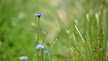 Cornflower, Centaurea siyanus, Arable Fields çiçeği. Mavi kır çiçekleri, doğal çiçek arkaplanı. Çiçekler, yakın plan, bulanık arkaplan. Çayır çiçeği, maviler içinde güzel çiçekler açar. makro doğa