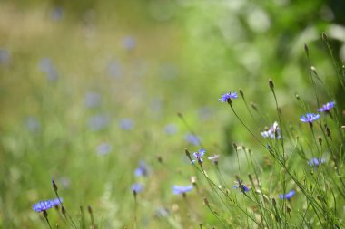 Centaurea siyanus. Çiçek. Mavi kır çiçekleri, doğal çiçek arkaplanı. Vahşi kır çiçekleri, bulanık arka plan. Yazın çayır çiçeği, maviler içinde güzel çiçekler açar. Doğanın mevsimsel güzelliği