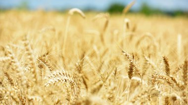 Tarlada altın buğday başakları. Tarlanın sarı arka planında olgunlaşmış altın buğday kulakları. Doğa. Zengin bir yaz hasadı, tarım ve tarım endüstrisi fikri..