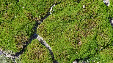 Yosun. Ormandaki parlak sarı-yeşil yosun. Doğal sonbahar arkaplanı. Taşlar yosunların üzerinde, güneşte, yaz veya bahar günlerinde. Yazı için eski sonbahar yosunu yeşili arka plan. Yakın plan.