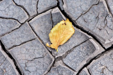 Dünya Savunma Günü. Çatlak toprak. Kaba kuru kuru toprak dokusu. Küresel ısınmanın etkisi. Ekoloji, sıcaklık. Çöl geçmişi. Küresel su kıtlığı. Sıcak iklim ve kuraklık. yakın plan