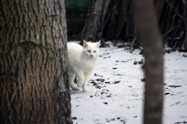 Soğuk bir kış gününde karda beyaz kedi. Güzel pofuduk beyaz kedi. Evcil hayvan, sokakta temiz havada yürüyor. Yetişkin bir kedinin büyük mavi gözleri. Evsiz, evcil hayvanla ilgilenen