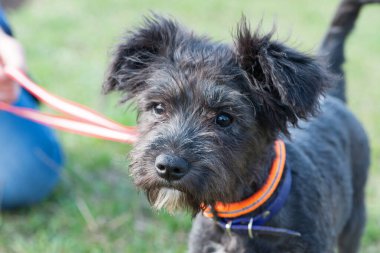 Kara Köpek. Tasmalı küçük siyah bir köpek yavrusu. Yeşil çimenli bir çimenlikte yatıyor. schnauzer. Güzel köpek, tımar ve yürüyen hayvanlar. Arkadaşlık kavramları, eğitim, veteriner tıbbı. evcil hayvan
