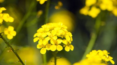 Tecavüz tohumu. Brassica napus. Güneşli yaz gününde çiçek açıyorlar. Sarı çiçek, bulanık doğal arka planda izole edilmiş. Ziraat. Çiçekli arka plan, yakın plan. İlkbaharda çiçek açar. iyi hasat