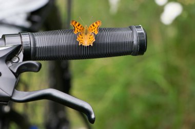 Kelebek Polygonia c-albümü. Renkli kanatları olan güzel bir kelebek. Böcek bir bisikletin gidonuna oturur. Yakın plan, makro doğa. çevre, bisiklet gidonunda kelebek