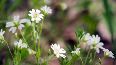 Stellaria sanal çayı. Tavuk otunun narin orman çiçekleri, Stellaria holostea ya da Echte Sternmiere. Çiçek arkaplanı. Beyaz çiçekler, doğadaki güzellik. yakın plan