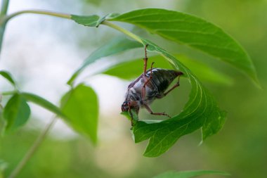 Melolontha. Cockchafer Melolontha Scarabaeidae, doğal ortamda yeşil yaprakların üzerinde sürünüyor. Böcek bahçesi haşeresi, anten odağı. Böcek yaprakların üzerinde oturabilir. izole, doğal arkaplan