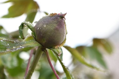 Peeonia. Bir tomurcuğun üzerindeki çiy damlaları. Yağmurlu bir bahar gününde bahçede çiğ damlalarıyla şakayık çiçeği tomurcuğu. Makro, arka plan, botanik, biyolojik. Damlalı şakayık tomurcuğu, günaydın. Yakın plan.