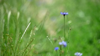 Cornflower, Centaurea siyanus, Arable Fields çiçeği. Mavi kır çiçekleri, doğal çiçek arkaplanı. Çiçekler, yakın plan, bulanık arkaplan. Çayır çiçeği, maviler içinde güzel çiçekler açar. makro doğa