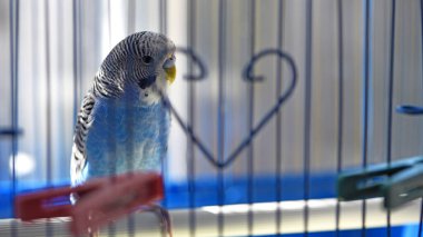 Budgie. Papağan. Mavi muhabbet kuşu kafeste oturur. Evcil kuş. Kuş kafesinde muhabbet kuşu. Tüylerin mavi rengi, odaklanma, yakın plan. Küçük evcil kuş. Bir papağanın gagası..