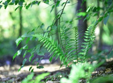 Renkli eğreltiotu yaprakları yeşil yapraklar güneş ışığında doğal çiçek eğreltiotu arkaplanı. Yeşil eğreltiotu yaprakları ormandaki arka plan için. Doğal yeşil eğreltiotu yaprakları ormandaki dokuyu kapatır.