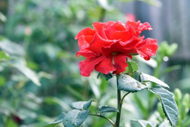 Kırmızı gül çiçeği arkaplanı. Bahçedeki çalılıkta kırmızı güller, yakın plan. Kırmızı gül çiçeği, çiçek tarhında güzel bir narin çiçek. Kırmızı gül, sihir, bitki bakımı, peyzaj, bir kız için tatil hediyesi.