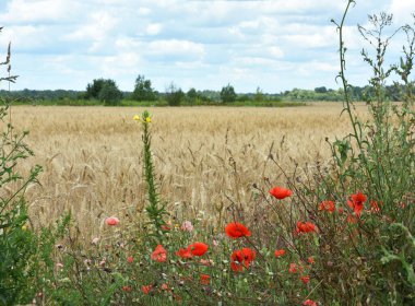 narin kırmızı gelincik çiçekleri. Bahar ve yaz. Buğday tarlasında kırmızı gelincik açar, kır çiçekleriyle buğday başakları. Doğal arka plan. Hasat. Tahıl toplama mevsimi. yakın çekim, yumuşak odak