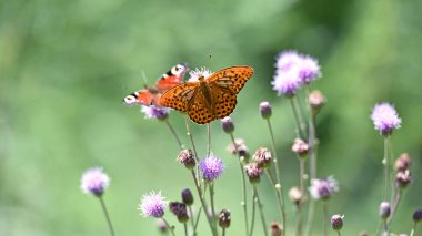 Polygonia C albümü. Siyah noktalı turuncu kanatlı kelebek. Çayır çiçeği Cirsium vulgare 'de. Kelebek gibi yakın plan. Yazın doğa. Güzel kelebek vahşi bir bitkiden nektar toplar. makro