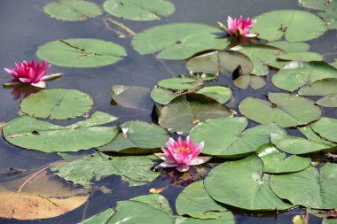 Nelumbo. Suda nilüfer çiçeği. Göldeki kutsal narin çiçek. Yeşil yapraklı, büyük, pembe bir çiçek. Doğal çiçek arkaplanı. Büyük yuvarlak yapraklar. Yakın plan. Doğadaki güzellik