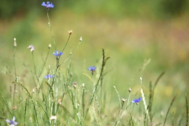 Mısır çiçeği, Centaurea siyanus nadir bulunan Arable Fields çiçeği. Mavi kır çiçekleri, doğal çiçek arkaplanı. Vahşi çiçekler, yakın plan, bulanık arka plan. Yaz çayırı çiçeği, güzel mavi çiçekler..