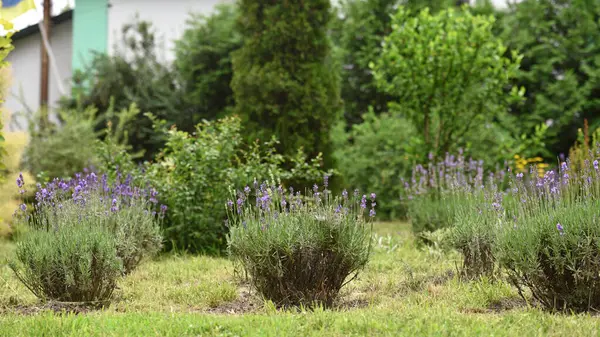 Lavandula. Mavi lavanta çiçekleri. Lavandula angustifolia, çiçek demeti, mor leylak kokulu yeşil arka planda çiçek, seçici odak