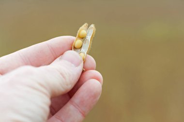 Glisin maksimum. Elde soya. Elit soya fasulyesi çiftçinin elinde, parmaklarını tutuyor. Bir sürü soya fasulyesi. Sonbahar sezonu. Hasat, sonbahar hasadı, yakın çekim, makro fotoğraf.