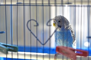 Budgie. Papağan. Mavi muhabbet kuşu kafeste oturur. Evcil kuş. Kuş kafesinde muhabbet kuşu. Tüylerin mavi rengi, odaklanma, yakın plan. Küçük evcil kuş. Bir papağanın gagası..