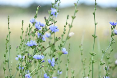 Hindiba. Güzel çayır çiçeği. Işıkta izole edilmiş mavi hindiba çiçeği doğal arkaplanı bulanıklaştırıyor. Narin mavi kır çiçeği. Yakın plan. Doğal makro fotoğraf. Metin için boşluk. yumuşak odak