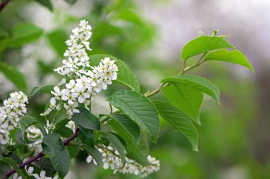 Prunus padus. Sıradan bir kuş kirazı. Çiçek açan ağaç. Bir dalda küçük beyaz çiçekler. Vahşi ağaç. Baharda kiraz ağacı, taze yeşil yapraklar. Yakın plan. Doğanın güzelliği. doğal arkaplan