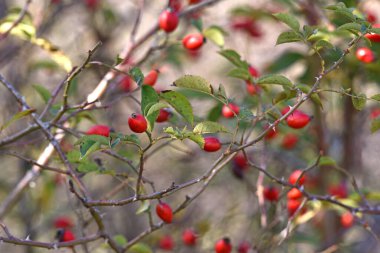 Ormandaki bir dalda kırmızı gül kalçaları. Sonbahar zamanı, güllük gülistanlık. Yabanmersini. Doğada güzellik, ormanda böğürtlen. İlaç için, çay için. Doğadaki vitaminler