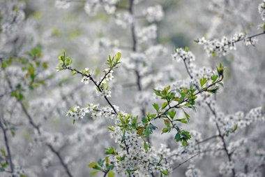 İlkbaharda çiçek açan siyah diken dalları, Prunus spinosa. Beyaz çiçekler, doğal çiçek arkaplanı. Narin bahar çiçekleri, yakın plan. bahar doğal arka plan, çiçek açan ağaç