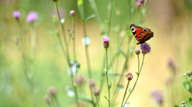 Vanessa atalanta. Kızıl amiral çayırlık çiçeğinin üzerinde bulanık bir geçmişi olan Cirsium vulgare. Kelebek gibi yakın plan. Yazın doğa. Güzel kelebek vahşi bir bitkiden nektar toplar. seçici odak