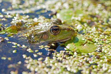 Bataklık kurbağası, kurbağa gözü, Pelophylax ridibundus, doğal ortamında. Doğadan vahşi yaşam sahnesi, sudaki yeşil hayvan. Bataklıktaki kirli suda güzel bir kurbağa. Ördek otunun içindeki bataklıkta amfibik yakın plan.