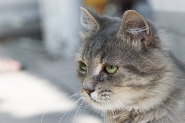 Güzel tüylü kedi yavrusu. Açık havada tekir gri kedi. Güzel kedicik, gri kedi. Üzgün gözlü evsiz bir hayvan. Portre yakın plan. evcil hayvan. Yan görünüş. Gözlerinden yaşlar akıyor.