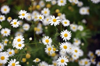 Beyaz papatyadan yapılmış narin bir çiçek. Matricaria chamomilla, beyaz kır çiçekleri. Güzel beyaz papatya çiçekleri bir yaz günü yeşil bir tarlada yakın plan çekimde. Çiçek arkaplanı. Doğanın güzelliği