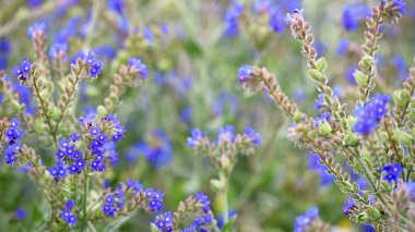 Anchusa officinalis ve beyaz papatya tarlasından narin bir çiçek. Çiçek mevsimi. Kır çiçekleri. Şifalı bitkiler. Doğanın güzelliği. Yakın plan. Mavi kır çiçeği