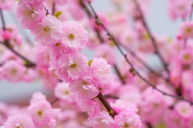 Çiçekler çiçek açan bir sakura ağacının dalında seçici bir odak noktası olan bulanık bir arka plan. Metin için odaklanmış arkaplan kopyalama alanı
