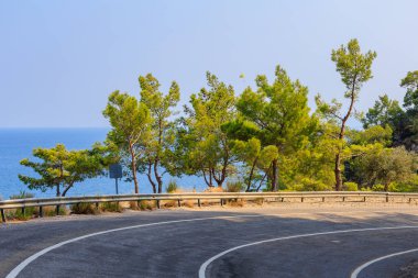 Green coniferous plants in the mountainous part of the Turkish Mediterranean coast. Atmospheric natural landscape. Background with copy space. Selective focus