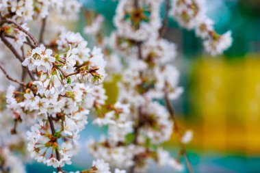 Baharda çiçek açan meyve ağaçları. Dallardaki çiçekler. Metin veya harf için bulanık arkaplan ve kopyalama alanı ile seçmeli odak.