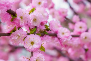 Çiçekler çiçek açan bir sakura ağacının dalında seçici bir odak noktası olan bulanık bir arka plan. Metin için odaklanmış arkaplan kopyalama alanı