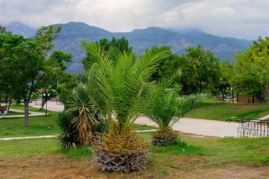 Tatil köyünün parkında egzotik peyzaj. Metin için kopyalama alanı olan arkaplan