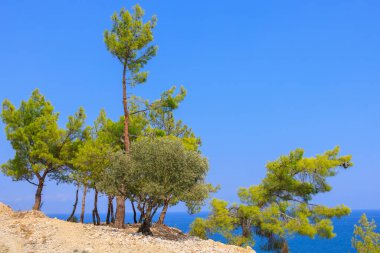 Green coniferous plants in the mountainous part of the Turkish Mediterranean coast. Atmospheric natural landscape. Background with copy space. Selective focus