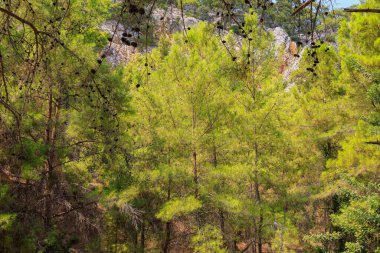 Green coniferous plants in the mountainous part of the Turkish Mediterranean coast. Atmospheric natural landscape. Background with copy space. Selective focus
