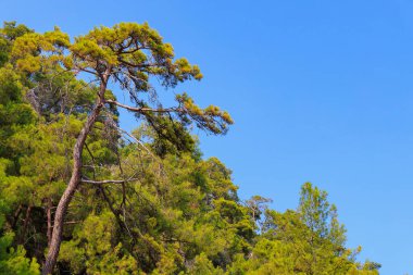 Green coniferous plants in the mountainous part of the Turkish Mediterranean coast. Atmospheric natural landscape. Background with copy space. Selective focus