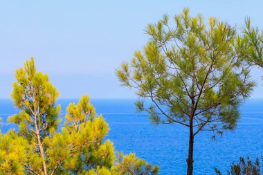 Green coniferous plants in the mountainous part of the Turkish Mediterranean coast. Atmospheric natural landscape. Background with copy space. Selective focus