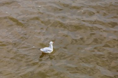 Gölde ya da nehirde martı. Seçili odak, bulanık arkaplan ve metin için alanı kopyala