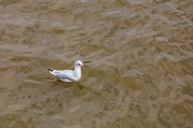 Gölde ya da nehirde martı. Seçili odak, bulanık arkaplan ve metin için alanı kopyala