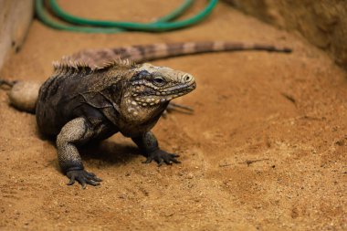 İguana. Seçici odaklı arkaplan ve metin için alanı kopyala
