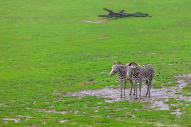 Çayırda bir çift zebra. Seçici odaklı arkaplan ve metin için alanı kopyala